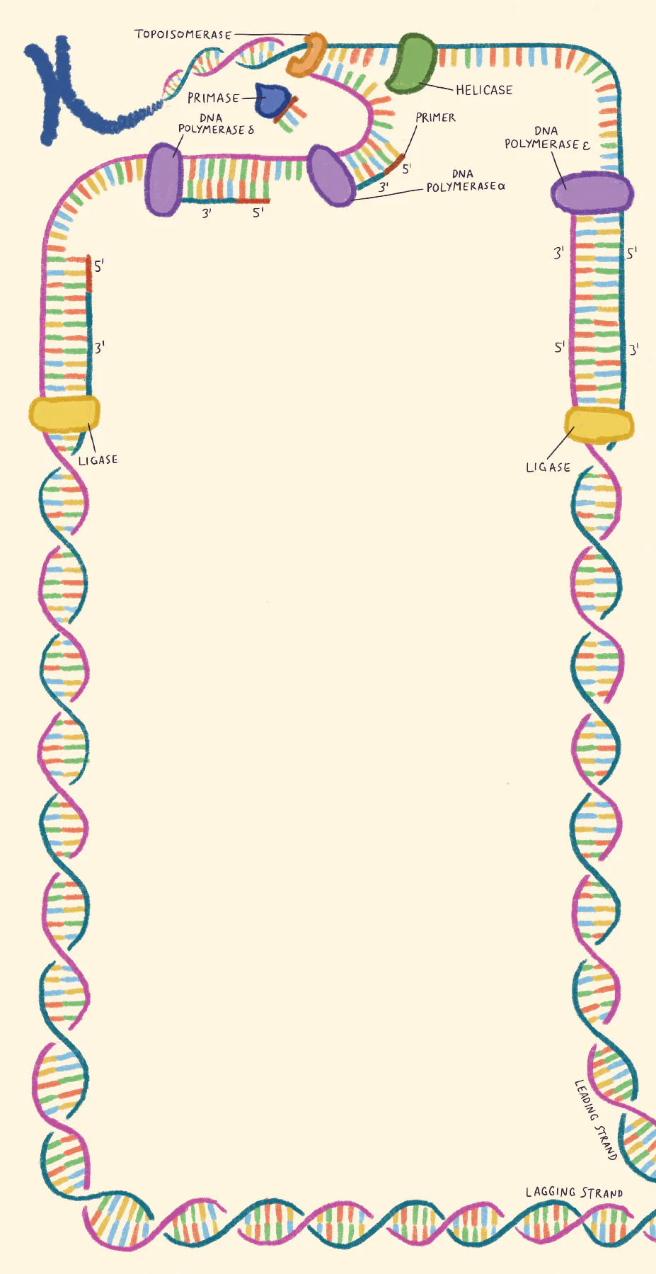 Microbiology Notepad