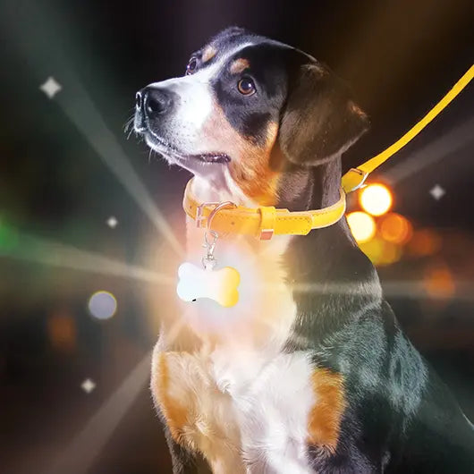 Doggie Disco Pet Collar Light