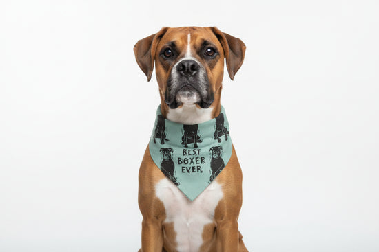 Boxer/Love My Human Large Pet Bandana