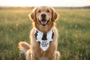 Golden/Love My Human Large Pet Bandana