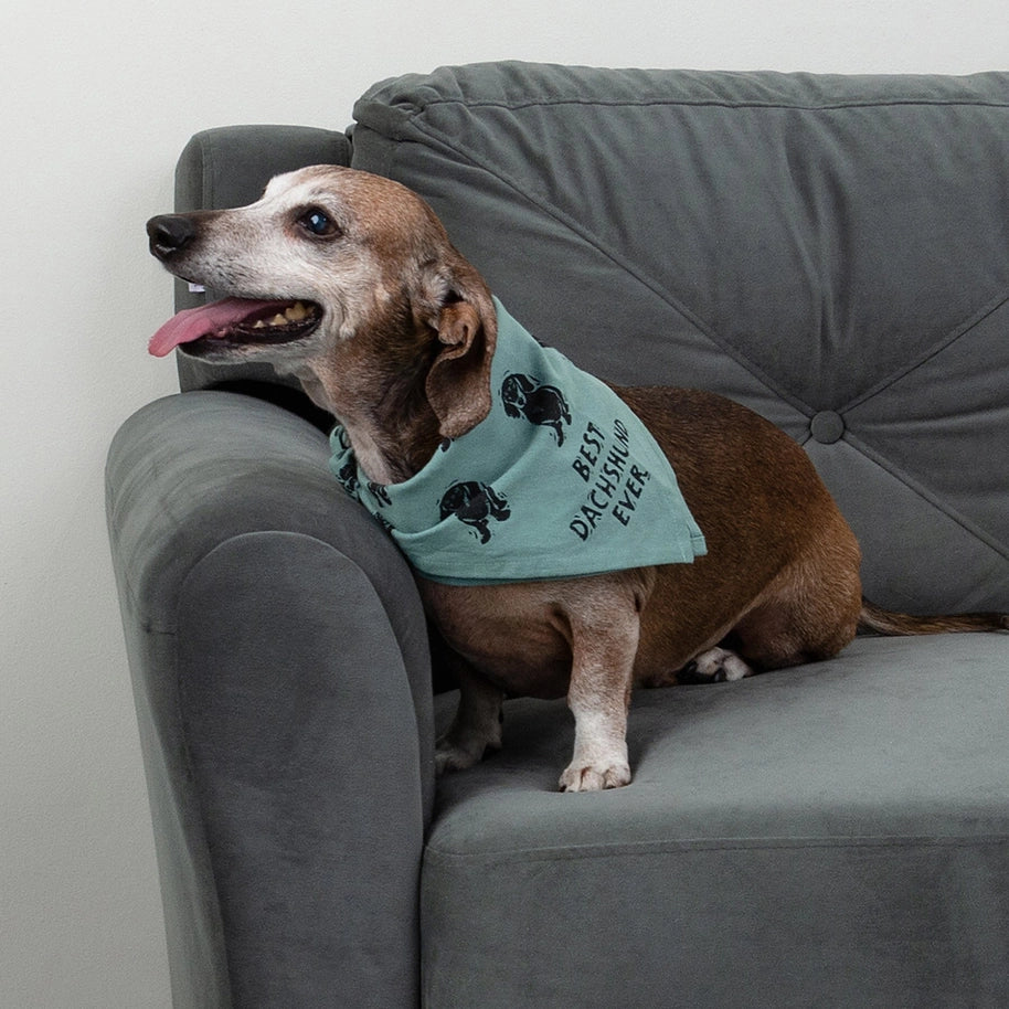 Dachshund/Love My Human Small Pet Bandana